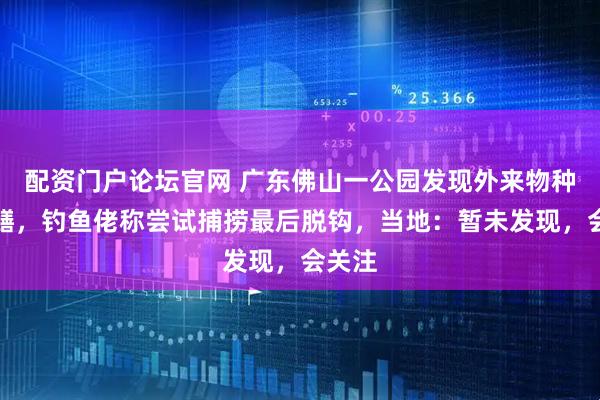 配资门户论坛官网 广东佛山一公园发现外来物种鳄雀鳝，钓鱼佬称尝试捕捞最后脱钩，当地：暂未发现，会关注